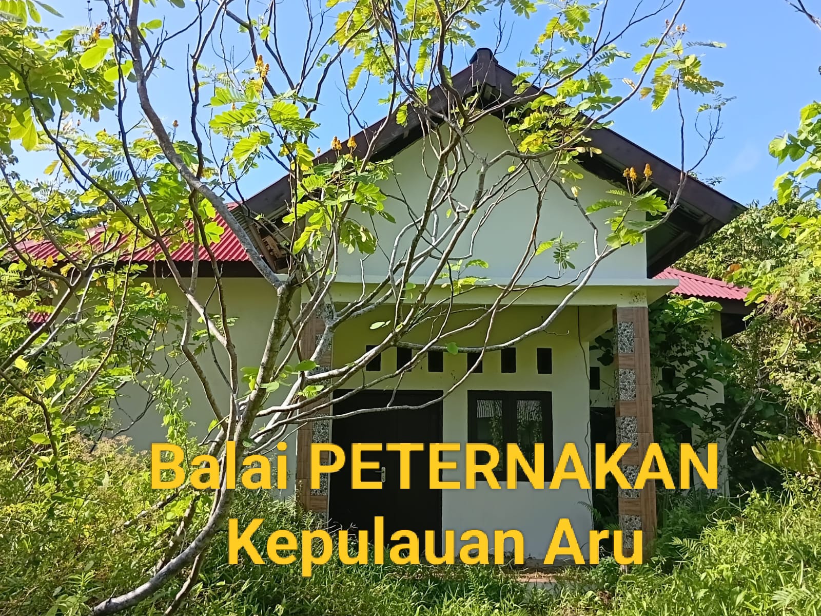 Bangunan Balai Peternakan Kepulauan Aru dengan dinding terang dan atap cokelat, dikelilingi pepohonan hijau di bawah langit cerah.